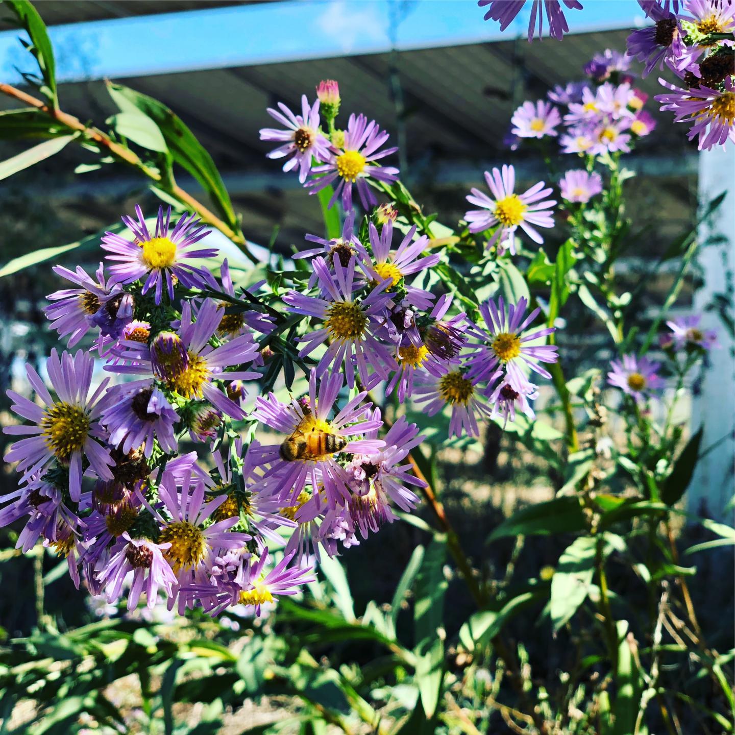 Solar Panels and Flowers