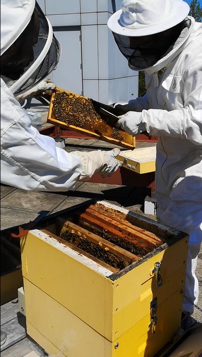 Researchers handling beehives