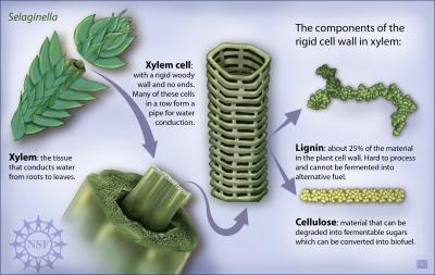Lignin in Plants