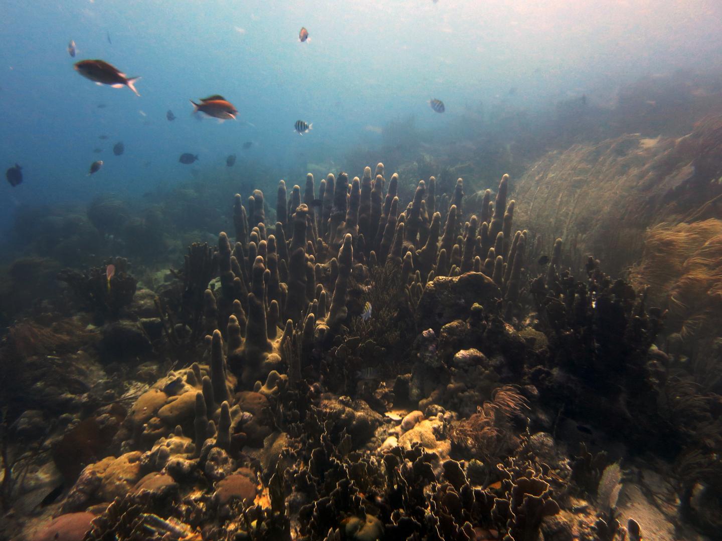 Pillar Coral