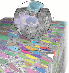 3D volume rendering of a developing mouse cerebellum reconstructed by serial-section scanning electron microscopy