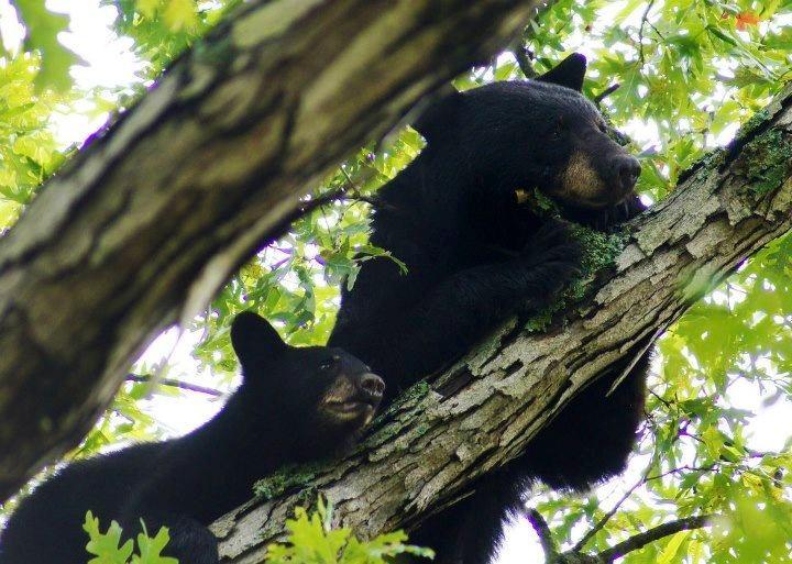 American Black Bear and Cub