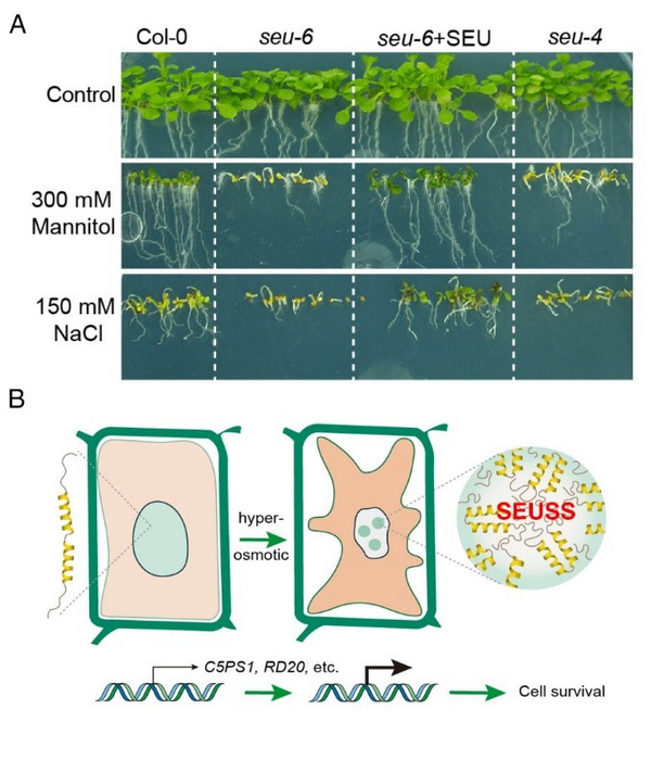 SEU is indispensable for osmotic stress tolerance