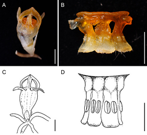Fig. 3. Thismia kobensis (A¬-B) and its enigmatic relative species T. americana (C-D)
