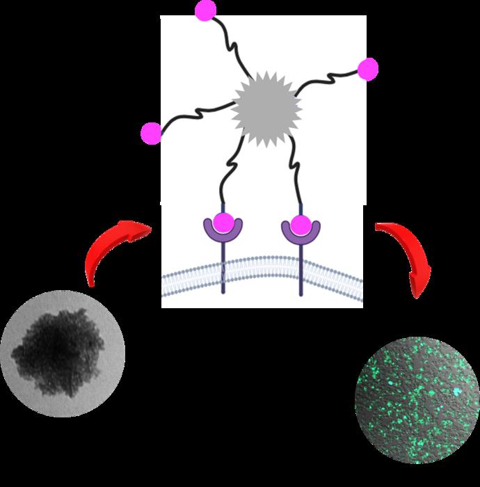 Polyplex formulated with plasmid DNA (pEGFP) and histidine-conjugated PEI via five-armed alkylamino siloxane linker groups efficiently expressed green fluorescent protein, attributed to optimal ligand-receptor interactions enabled by the spatial orientati