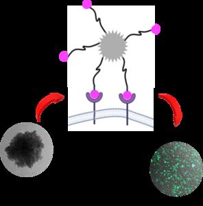 Polyplex formulated with plasmid DNA (pEGFP) and histidine-conjugated PEI via five-armed alkylamino siloxane linker groups efficiently expressed green fluorescent protein, attributed to optimal ligand-receptor interactions enabled by the spatial orientati