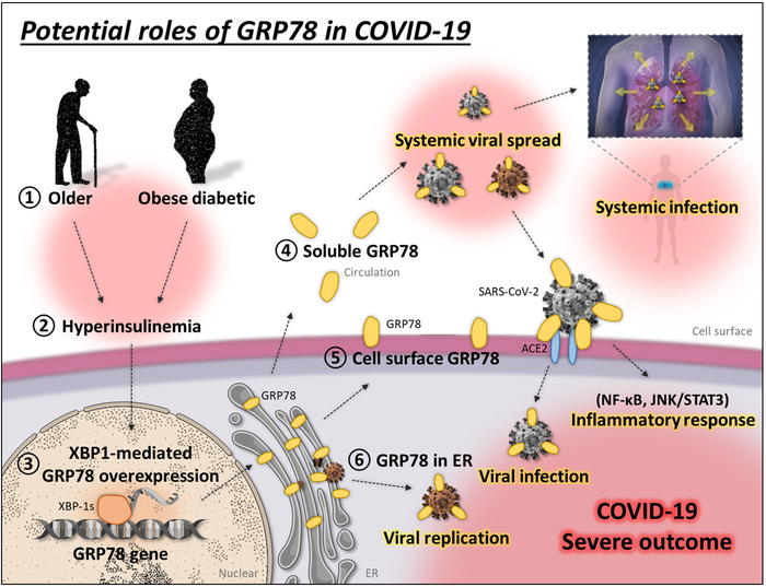 Potential roles of GRP78 in COVID-19