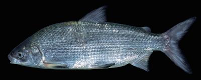 How Have European Freshwater Fish Species Changed Over Time?