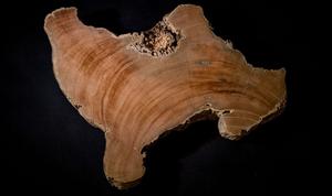 image: The study of tree rings may help prepare for space weather events that could threaten satellites and astronauts. Amy Hessl, professor of g