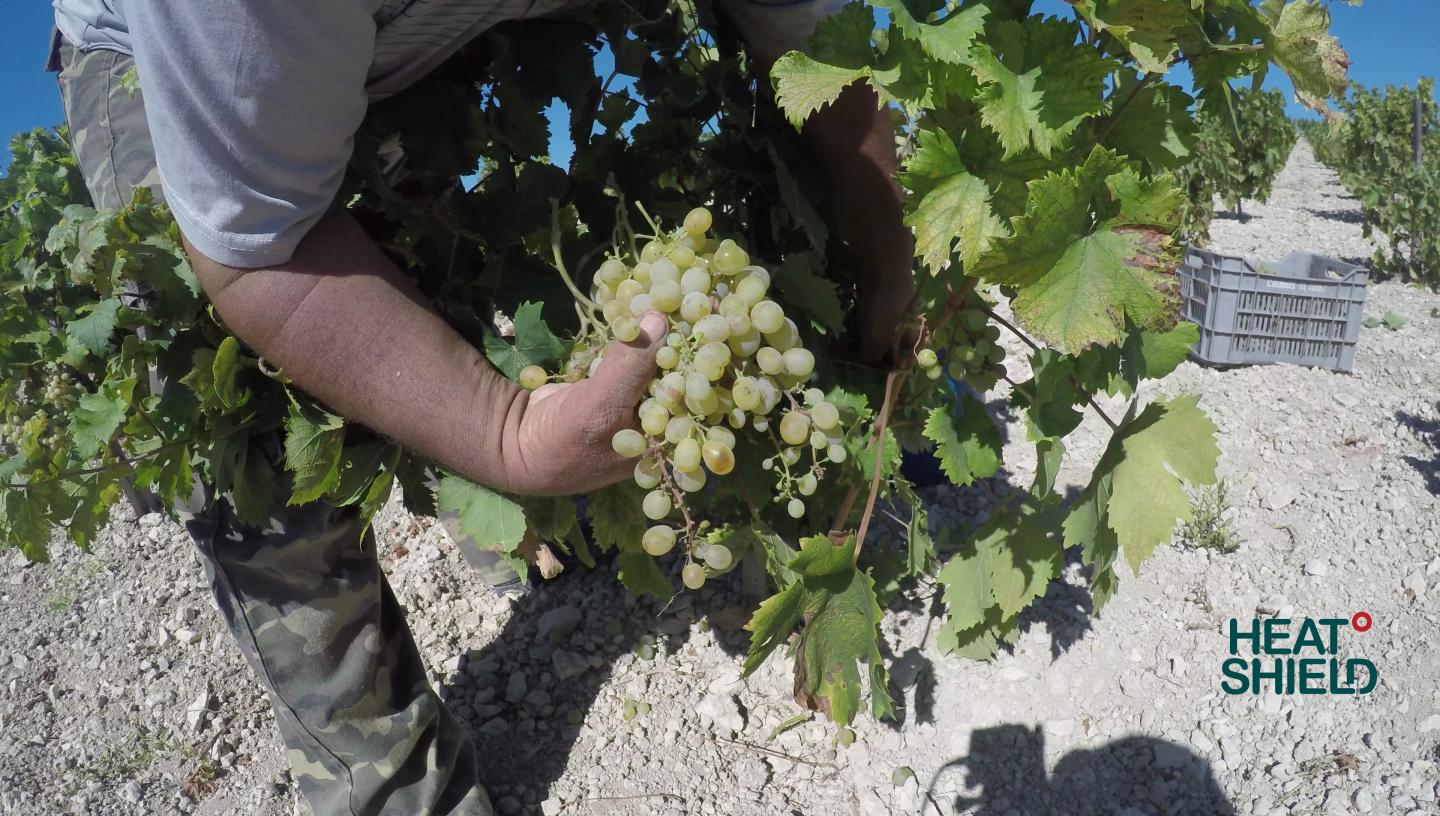 KTMP Cyprus Grape Picker Workers