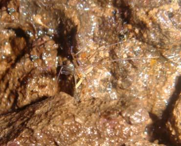 <i>Ochyrocera varys</i>