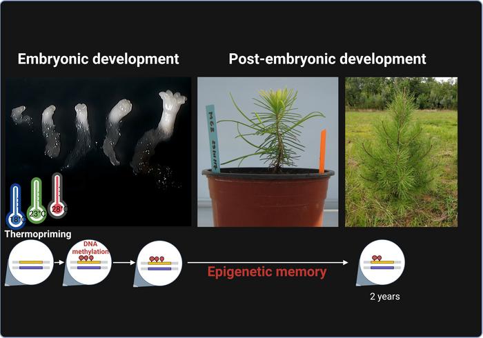 Illustration of the epigenetic memory