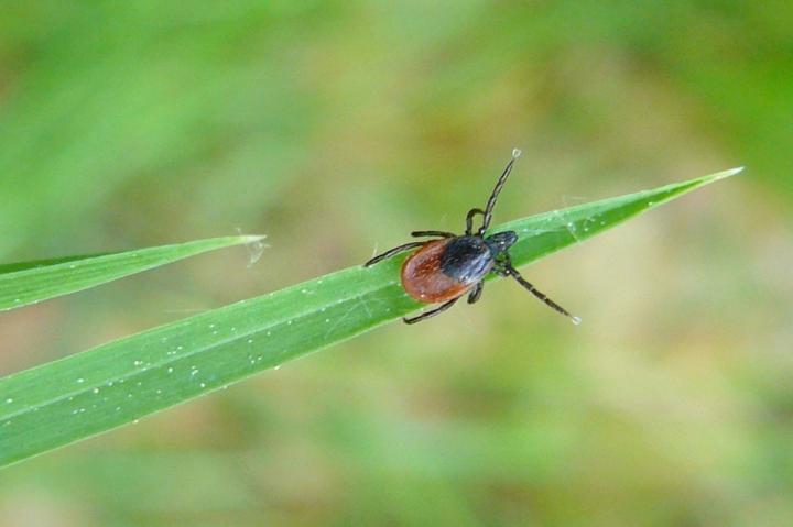 Castor bean tick