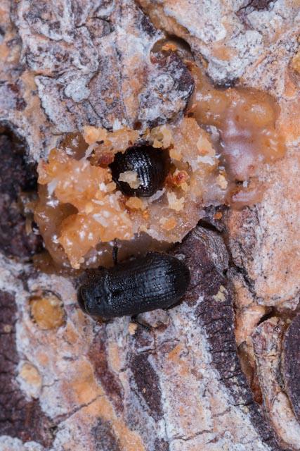 Mountain Pine Beetles