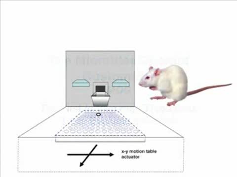 Rats Trained As Expert Taste Testers