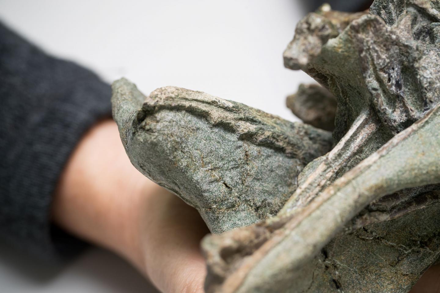 Protodontopteryx Fossil