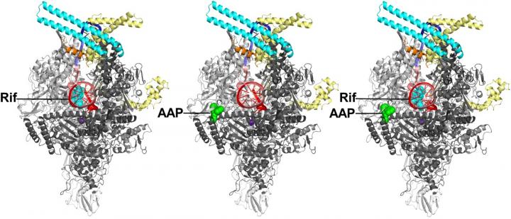 RNAP and Inhibitors