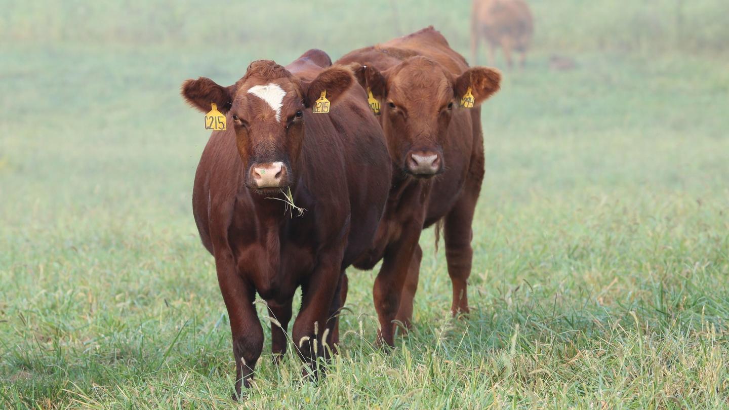 Cattle in a field