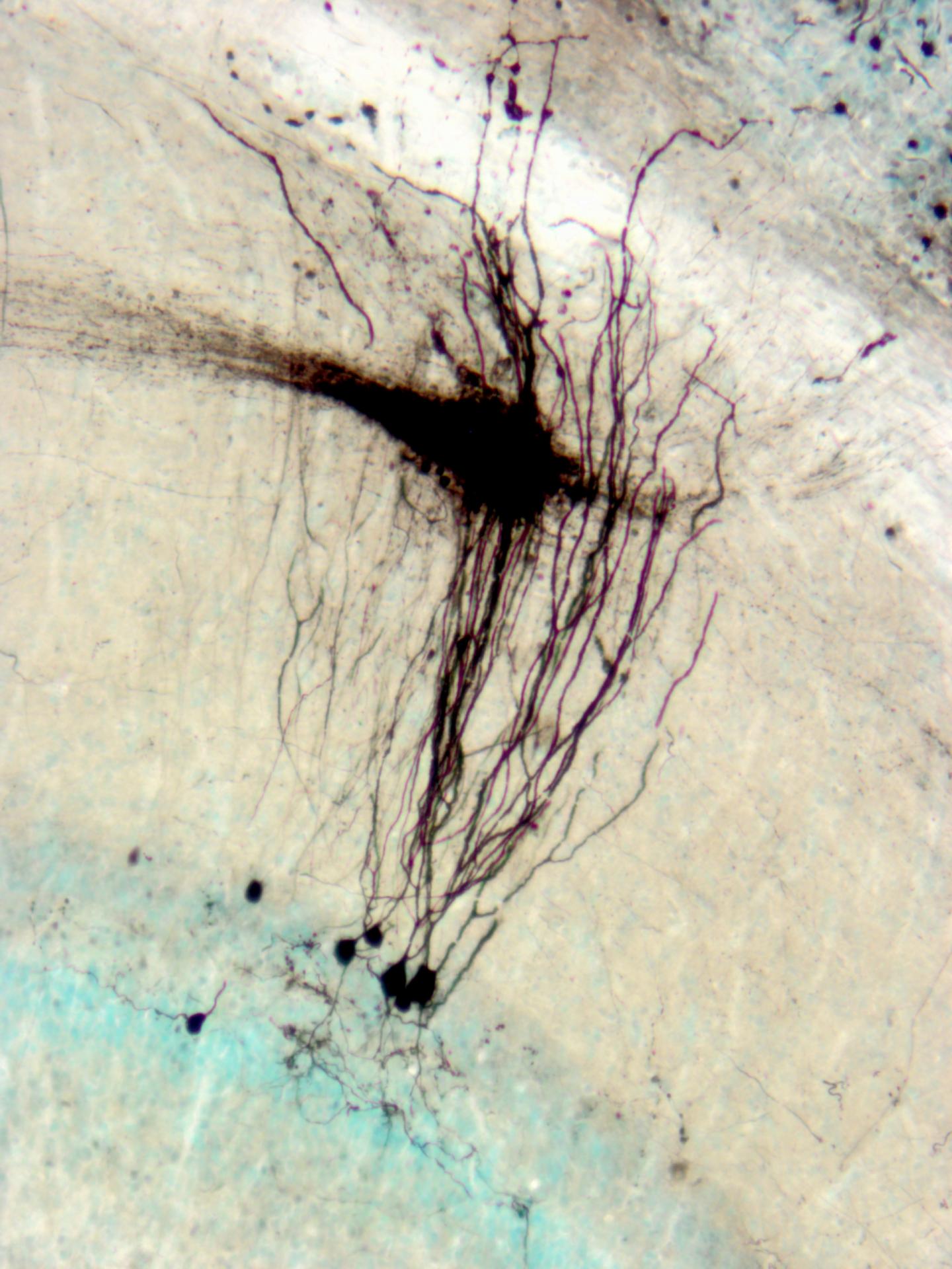 Elephant-Nose Fish Neural Circuit