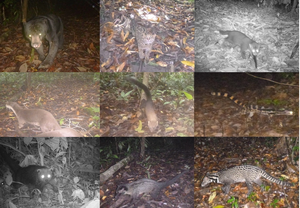 Some of the recorded carnivore species