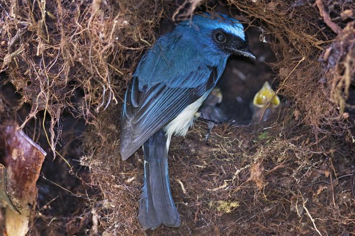 Indigo Flycatcher