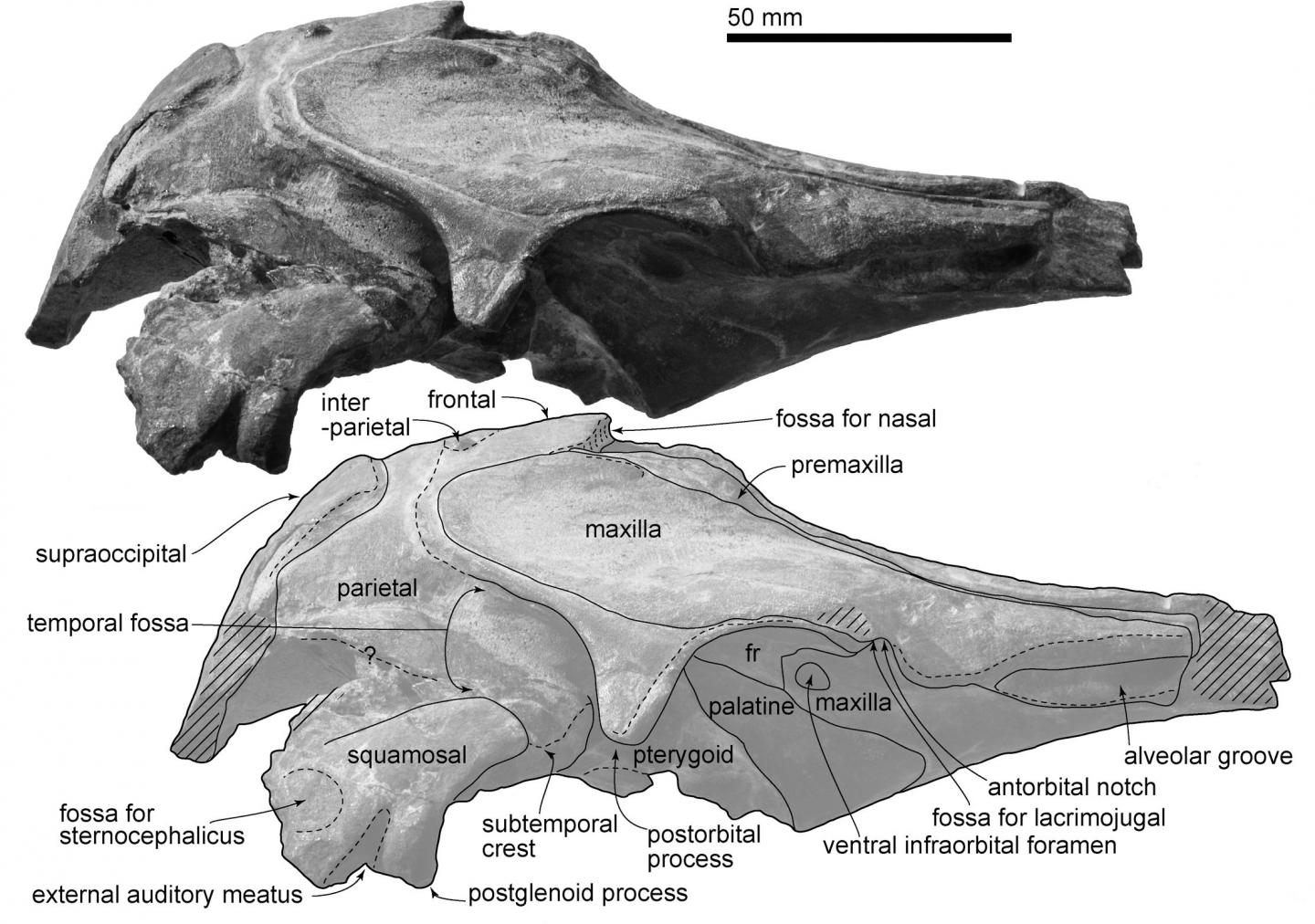 New Ancient Dolphin Species Urkudelphis chawpipacha Discovered in Ecuador