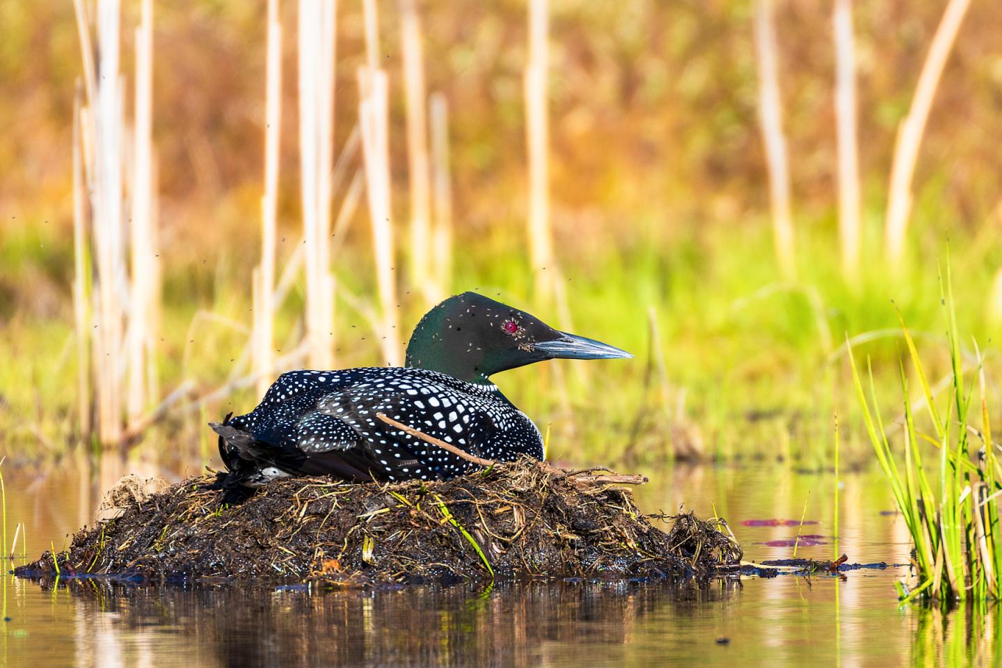 Common Loon on Nest Dealing with Black Flies