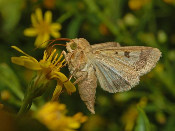 Cotton Bollworm Moth