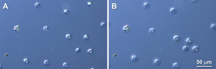 Rapid axopodial shortening seen in Raphidocystis contractilis, before (A) and after (B) mechanical stimulation