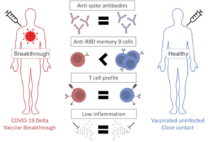 Study shows that higher levels of memory B cells are associated with reduced risk of covid-19 vaccine breakthrough infection