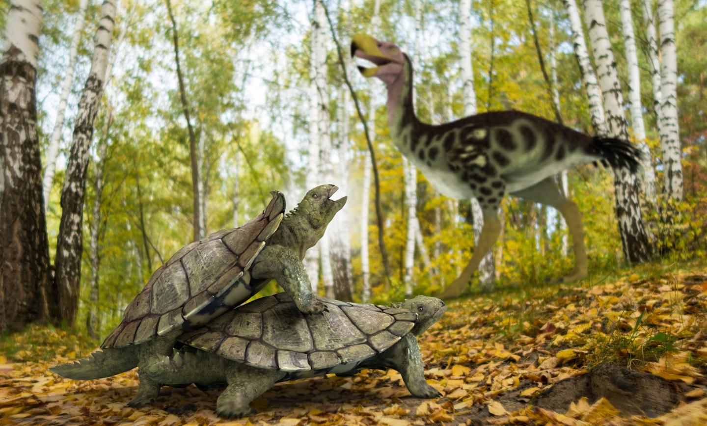 One Single Primitive Turtle Resisted Mass Extinction in the Northern Hemisphere