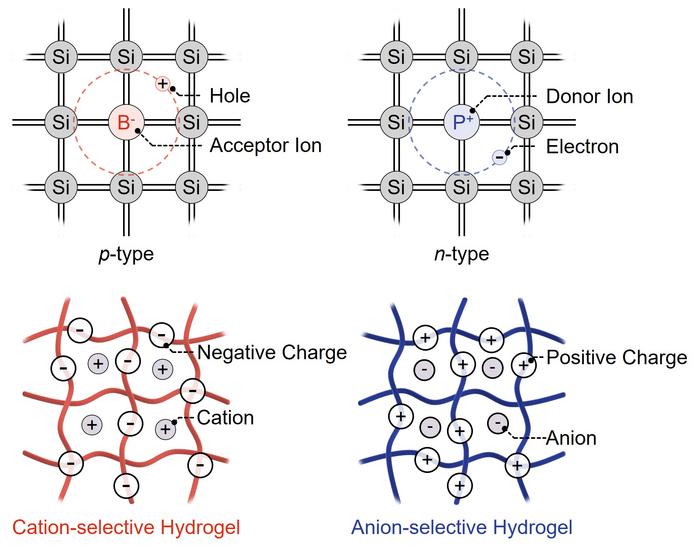 Cation- and anion-selective hydrogels