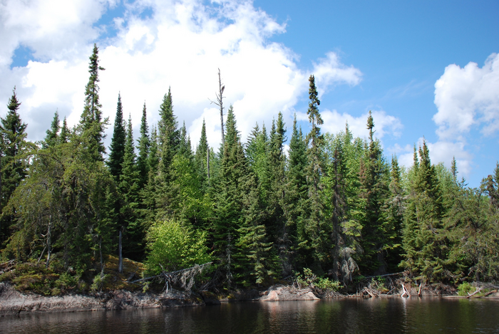 Boreal forest in Ontario, Canada