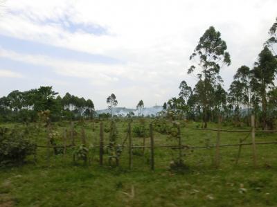 Disappearing Rainforests