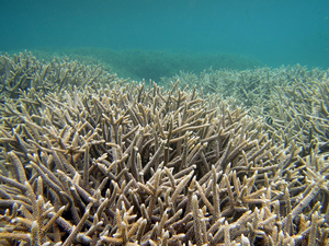 Healthy corals