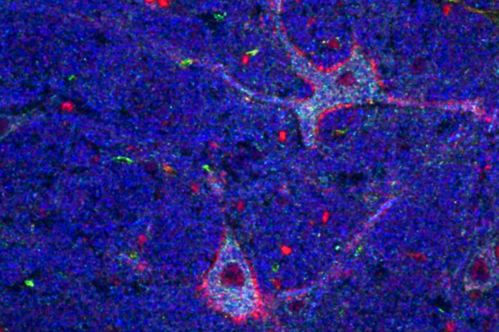 Nucleus Gigantocellularis Neurons