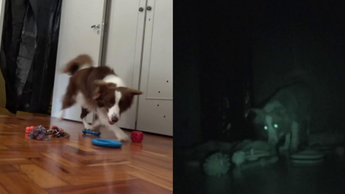 Gaia searching for her toy