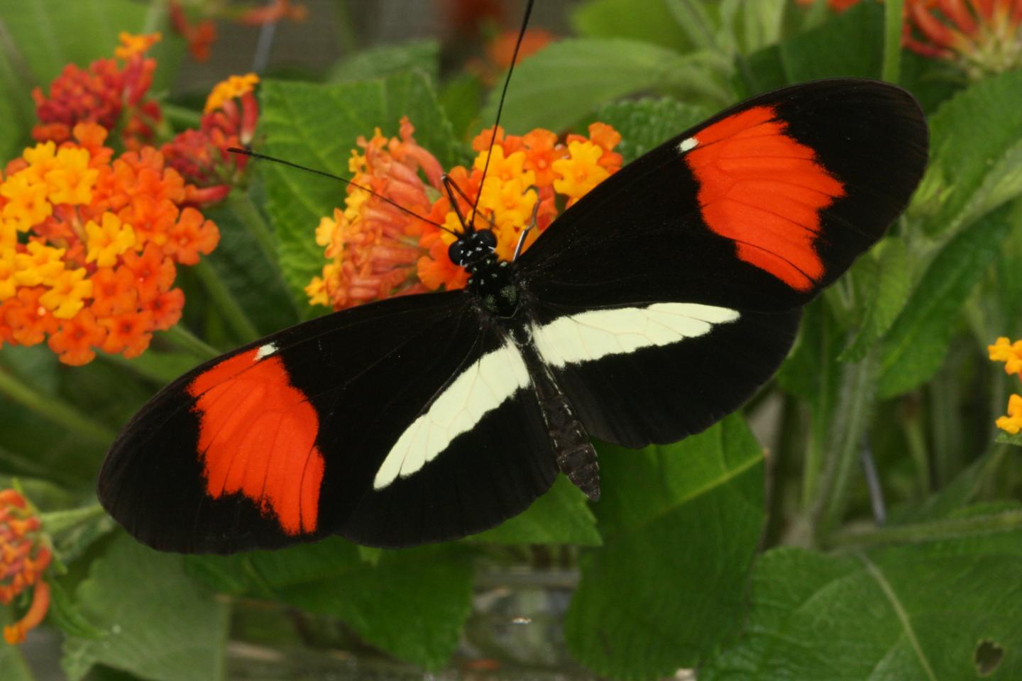 <I>Heliconius melpomene</I> (1 of 2)