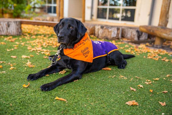 Winston, a Justice Facility Dog trained by Guide Dogs WA