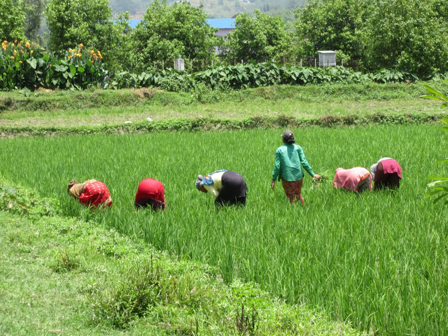 Farmers in Uganda Tend to their Crops
