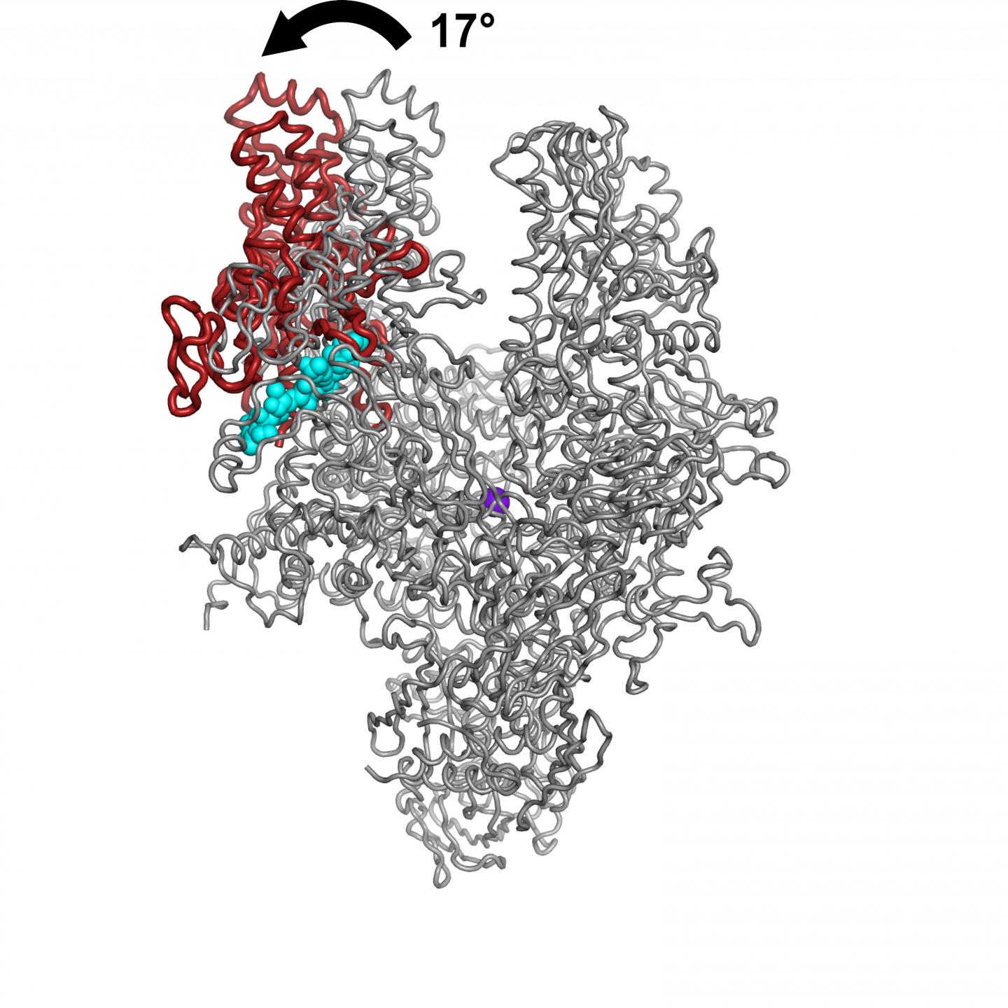 Fidaxomicin Locks RNA Polymerase