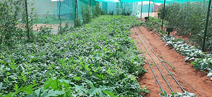 Aston University partners with energy technology company and University of Nairobi to improve crop production in Kenya by up to 50%
