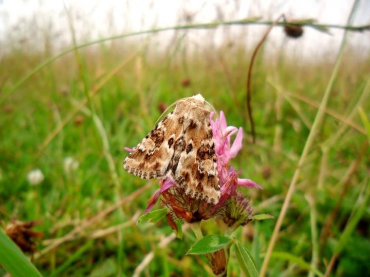 <em>Eremobia ochroleuca</em>