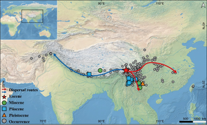 Modern distribution of Quercus section Heterobalanus, the fossil sites, and the possible dispersal routes.