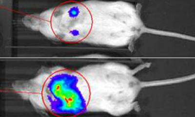 Mouse Model UBC13 Enzyme