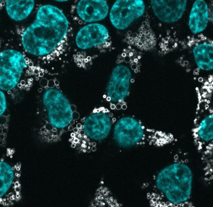 Protein localization