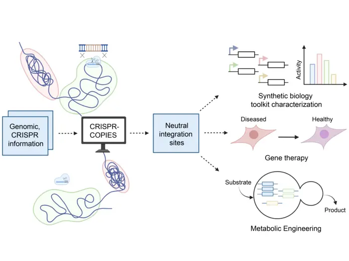 CRISPR COPIES Graphic