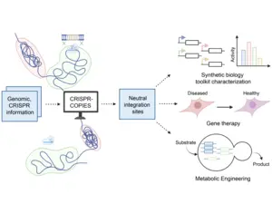 CRISPR COPIES Graphic