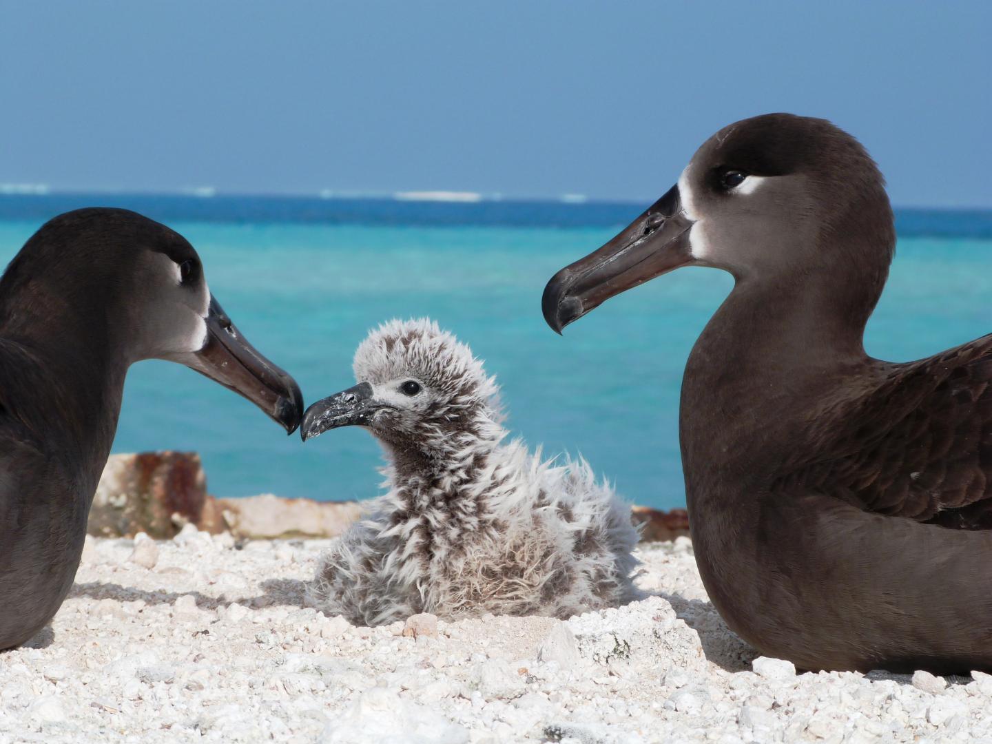 Two black-footed albatross or ka'upu watch over their chick at French Frigate Shoals