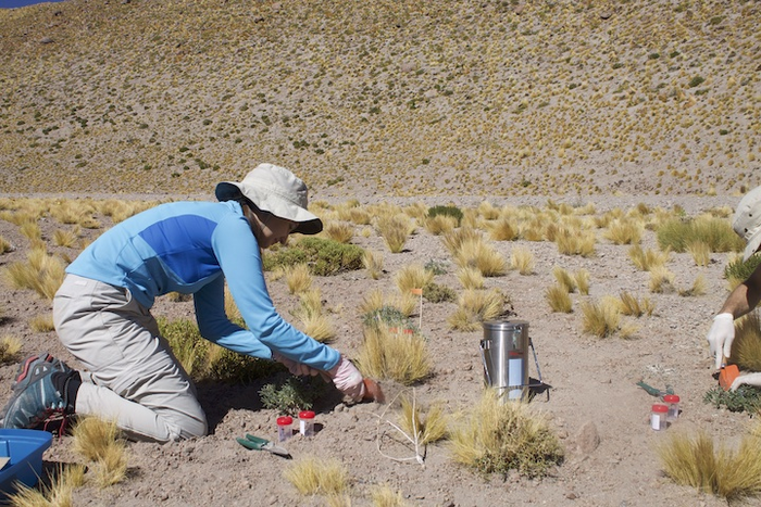Fieldwork in the Atacama Desert
